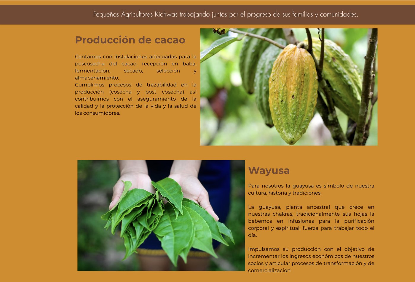 Cacao production and guayusa section